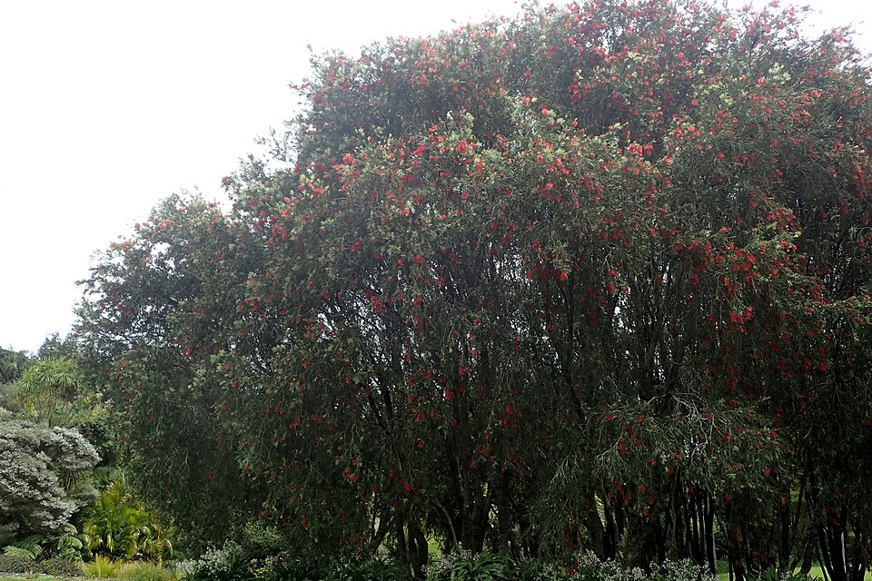 Callistemon viminalis 'Hannah Ray' (Hannah Ray Bottlebrush) (alternate view 3)