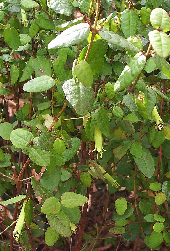 Correa reflexa (Common Correa) (alternate view 2)