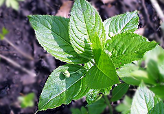 Mercurialis perennis (Dog's Mercury)