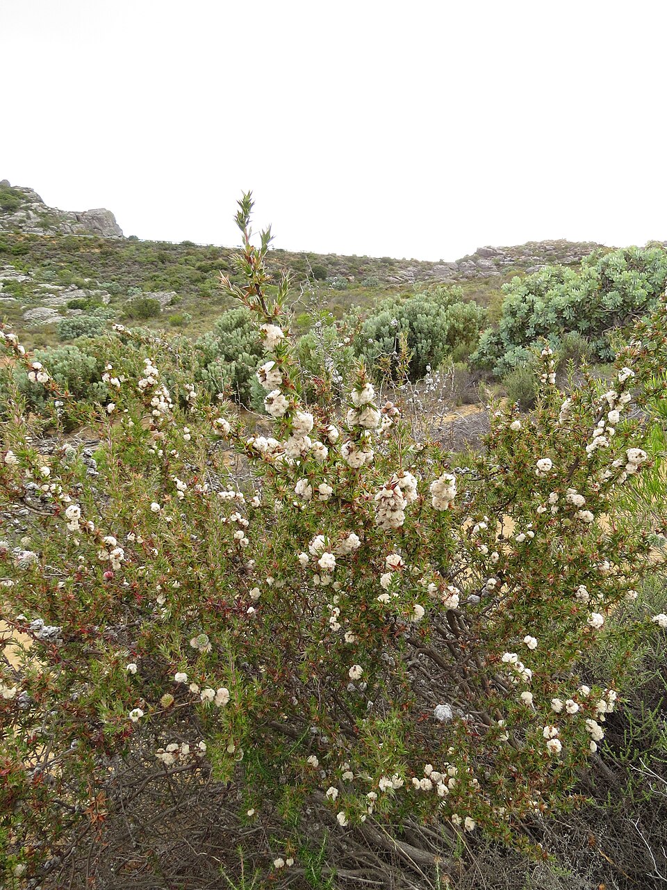Cliffortia (Caperoses)