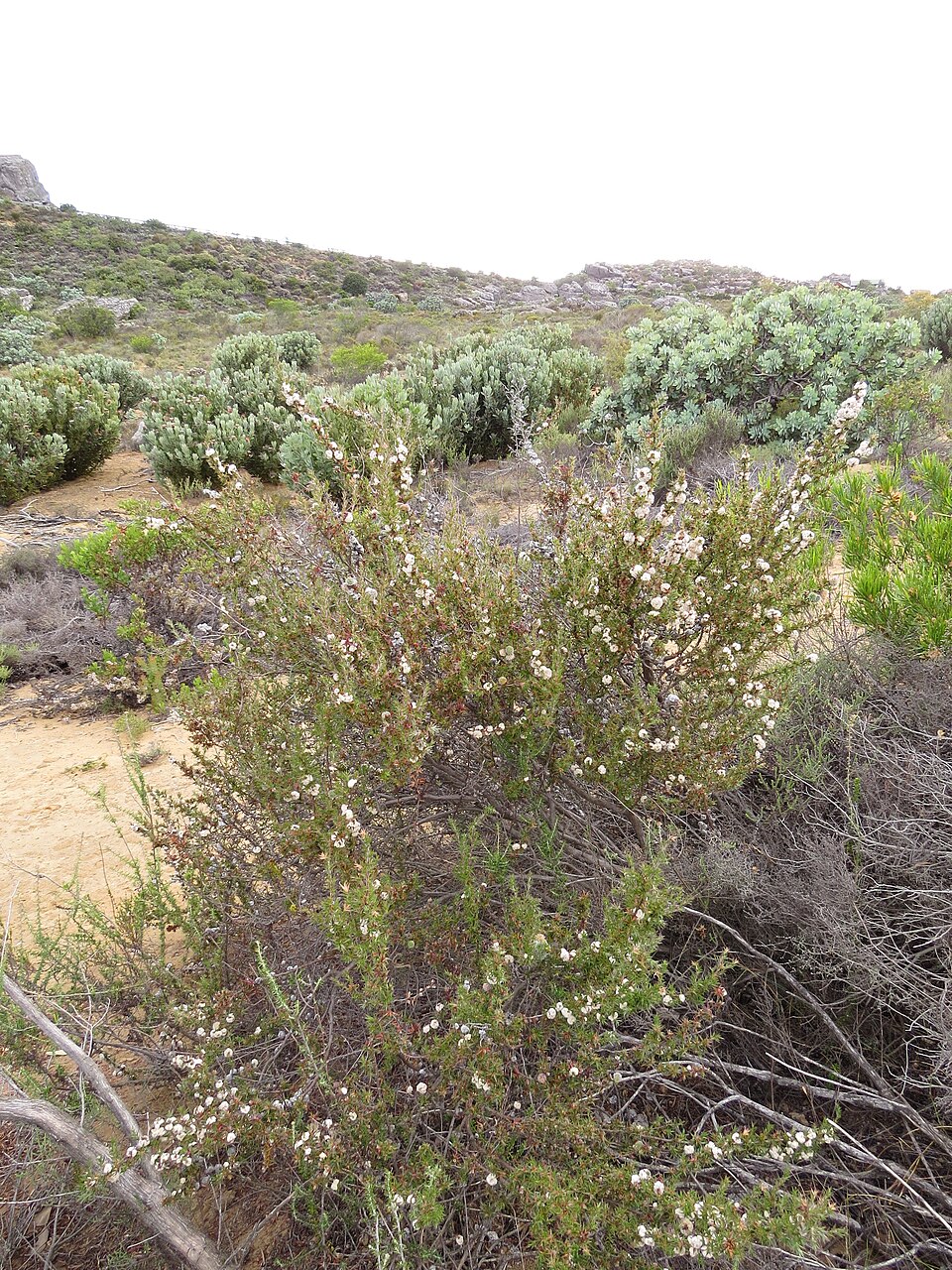 Cliffortia (Caperoses) (alternate view 2)