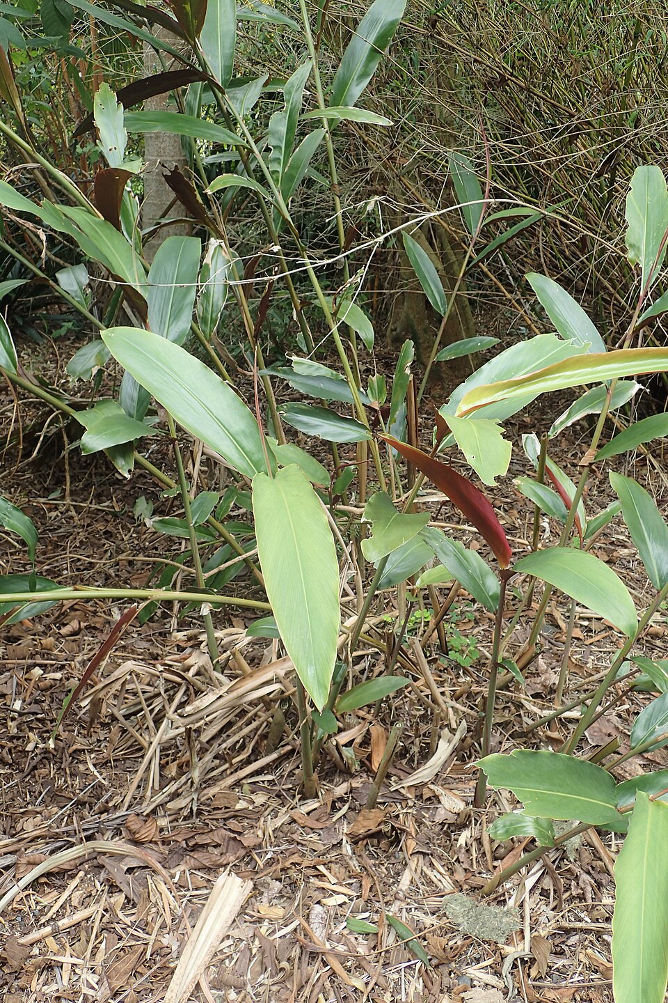 Alpinia caerulea (Native Ginger) (alternate view 8)