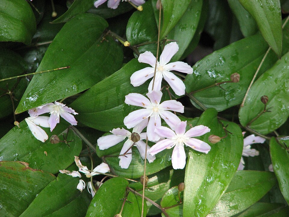 Tripladenia cunninghamii (kreysigia) (alternate view 6)