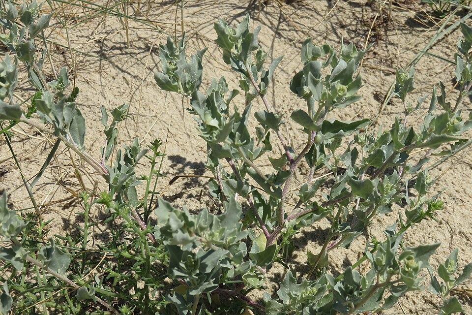 Atriplex laciniata (Frosted Orache)