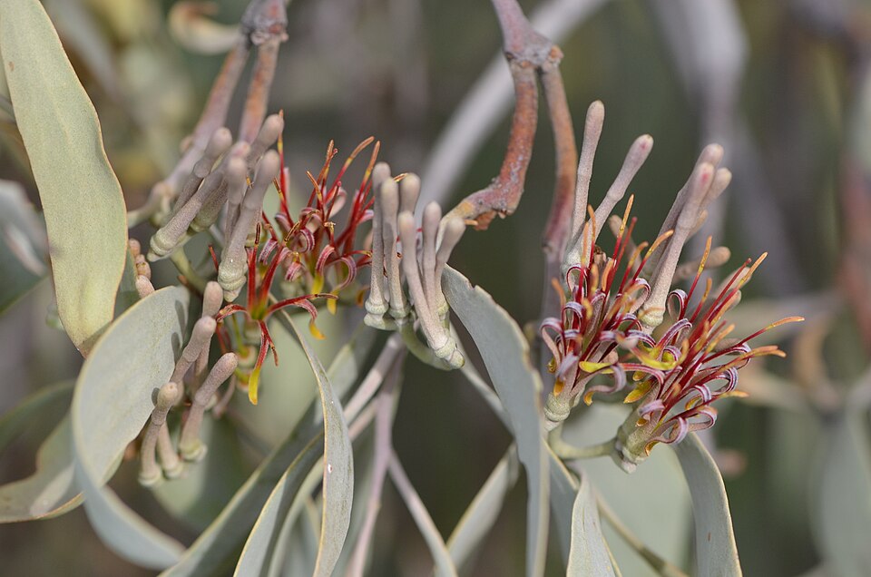 Amyema quandang (grey mistletoe) (alternate view 2)