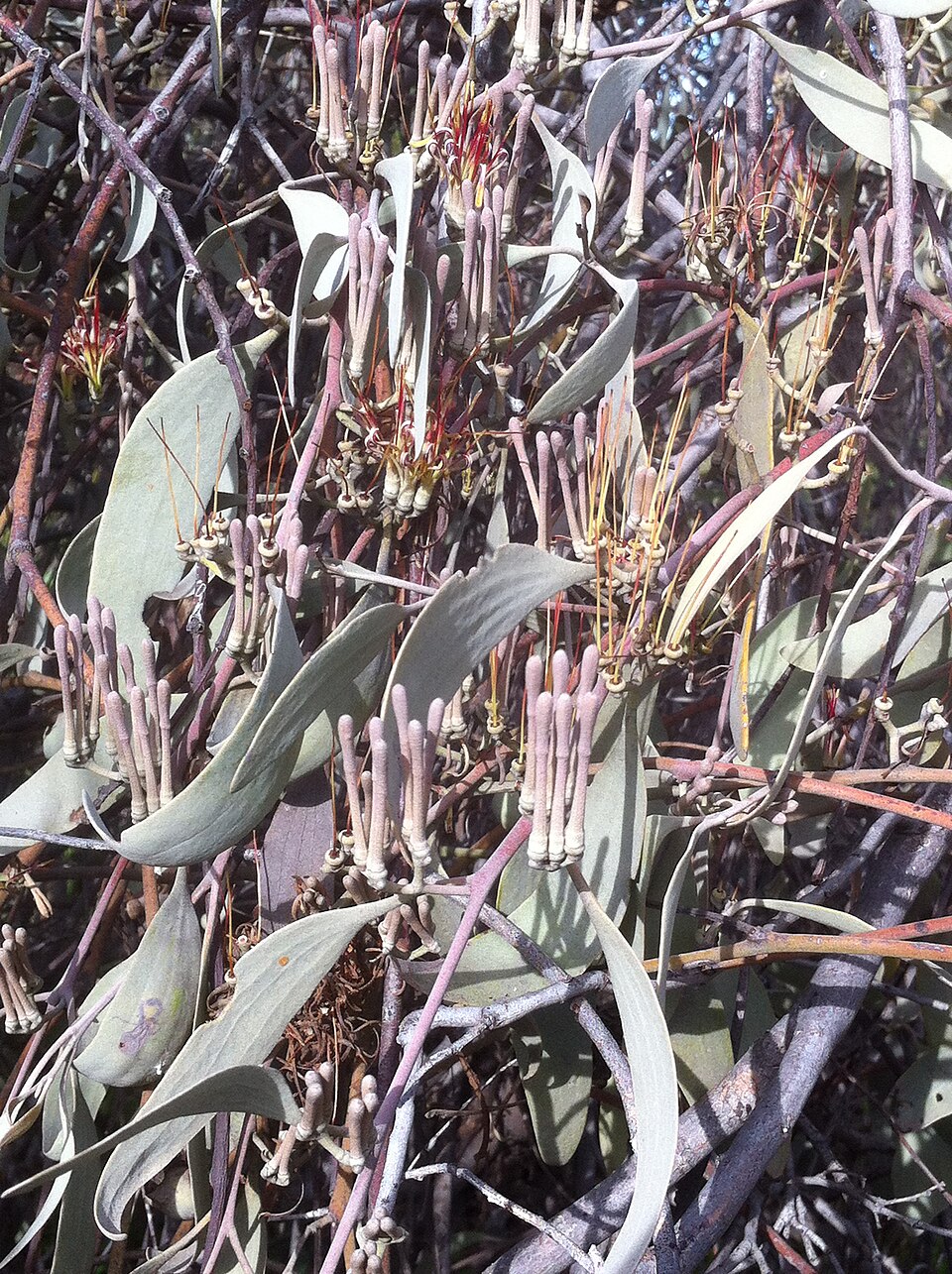 Amyema quandang (grey mistletoe) (alternate view 3)