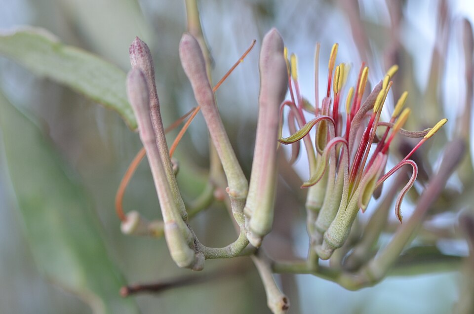 Amyema quandang (grey mistletoe) (alternate view 4)
