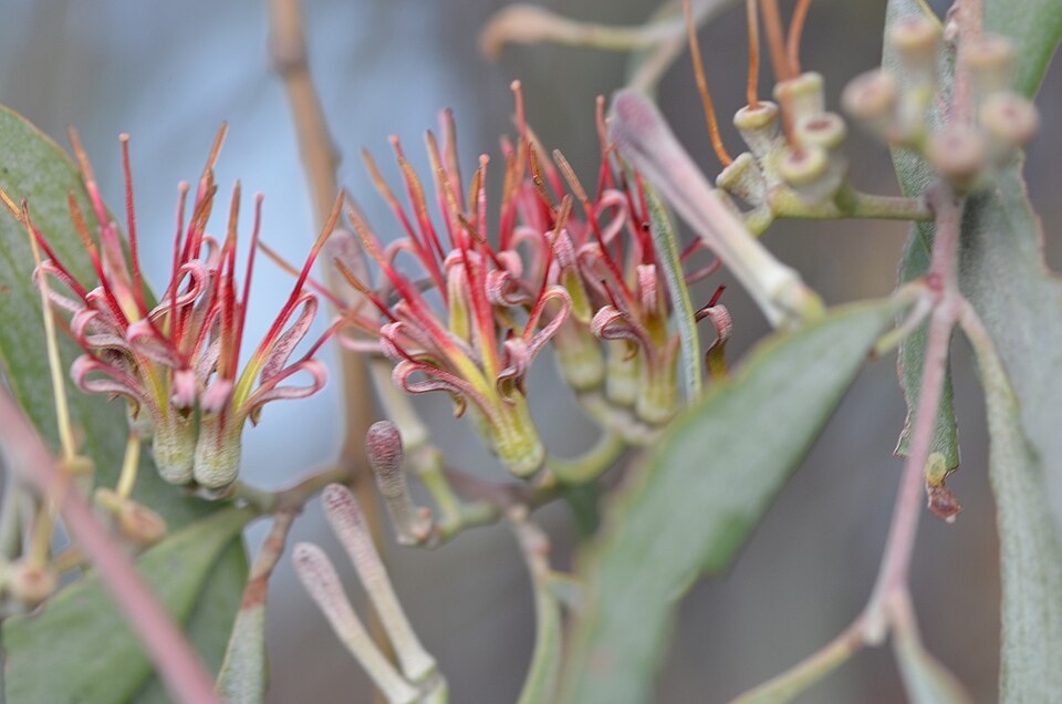 Amyema quandang (grey mistletoe) (alternate view 5)