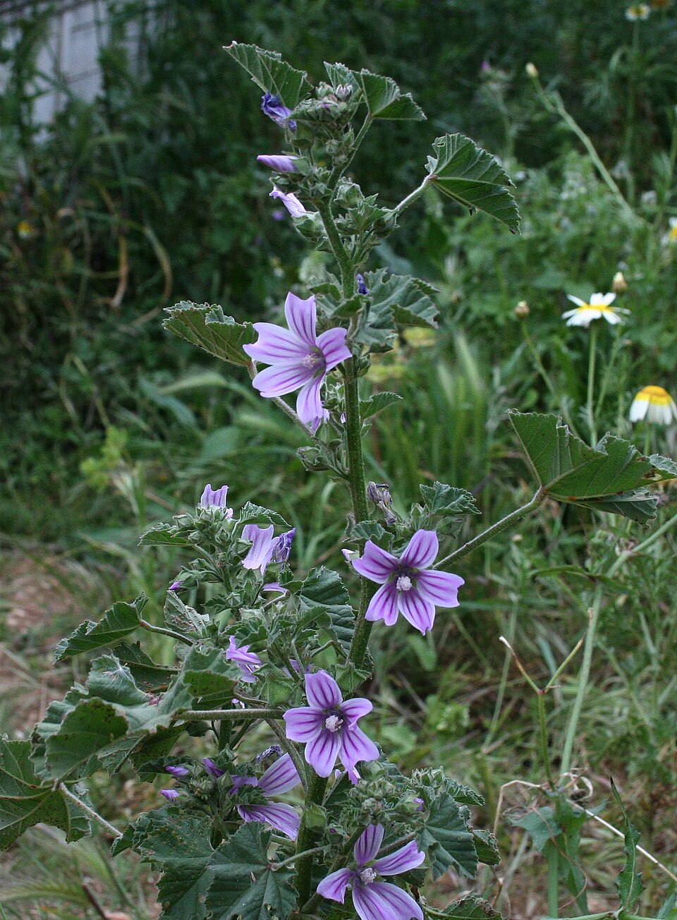 Malva multiflora (Cretan mallow) (alternate view 2)