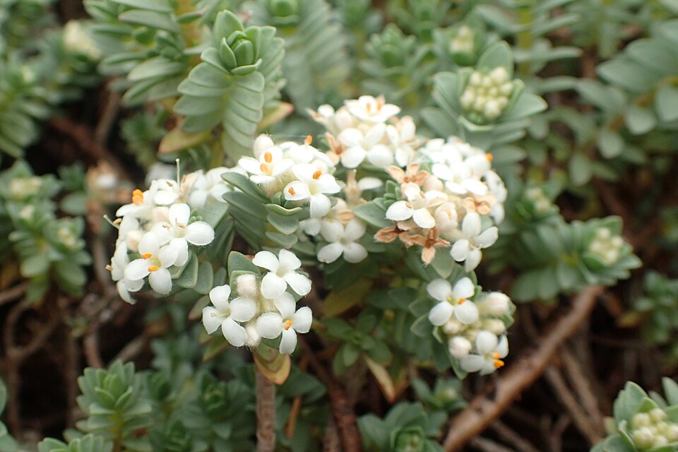 Pimelea prostrata (alternate view 4)