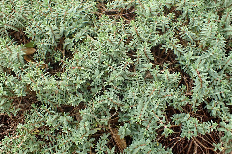 Pimelea prostrata (alternate view 5)