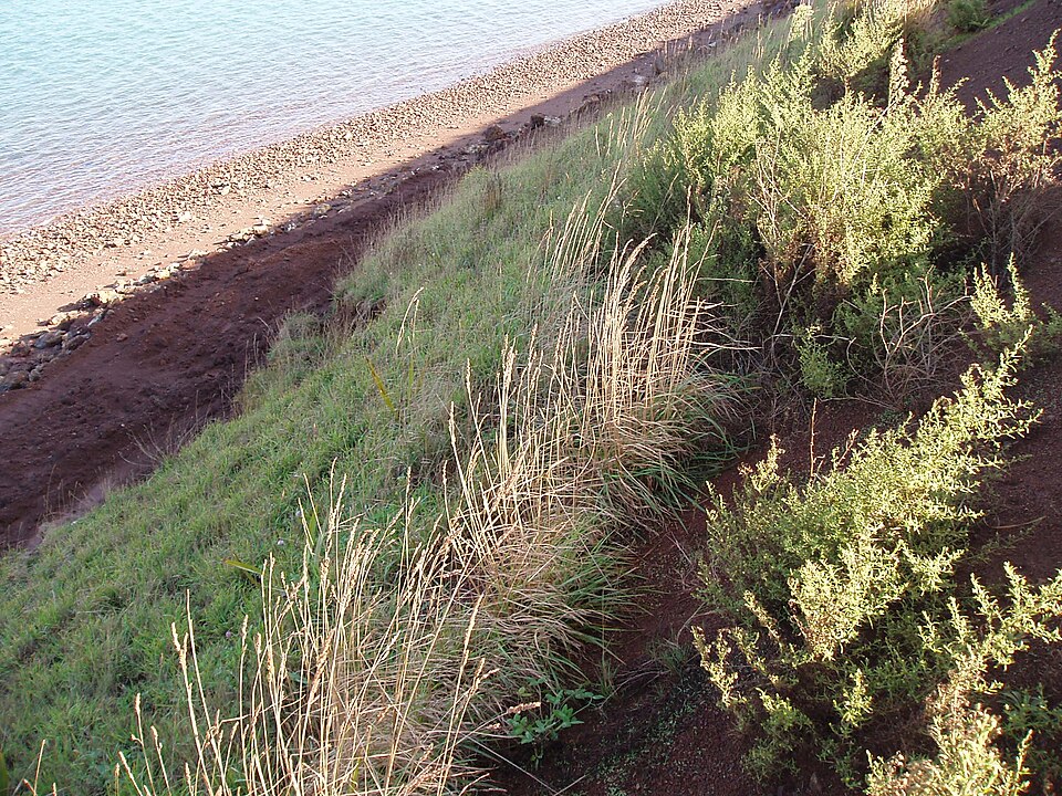 Dittrichia graveolens (Stinkwort) (alternate view 9)