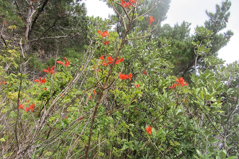 Tecomaria capensis (Cape Honeysuckle) (alternate view 7)