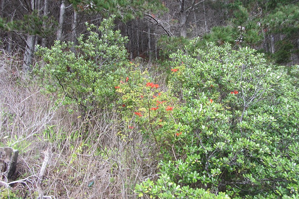 Tecomaria capensis (Cape Honeysuckle) (alternate view 8)