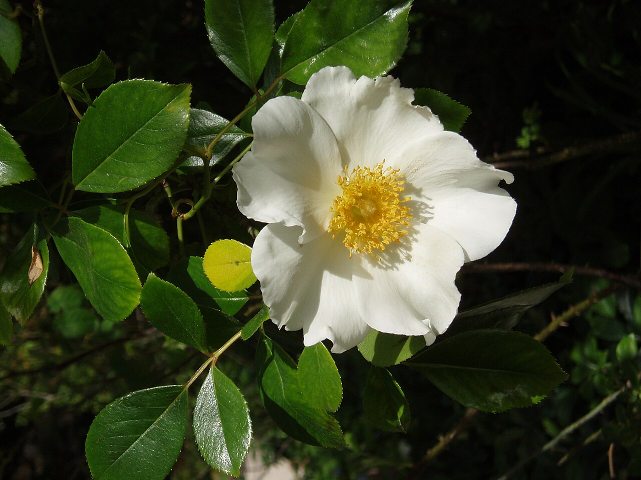 Rosa laevigata, Cherokee rose — climbing semi-evergreen (Rosaceae) (image 10 of 10)