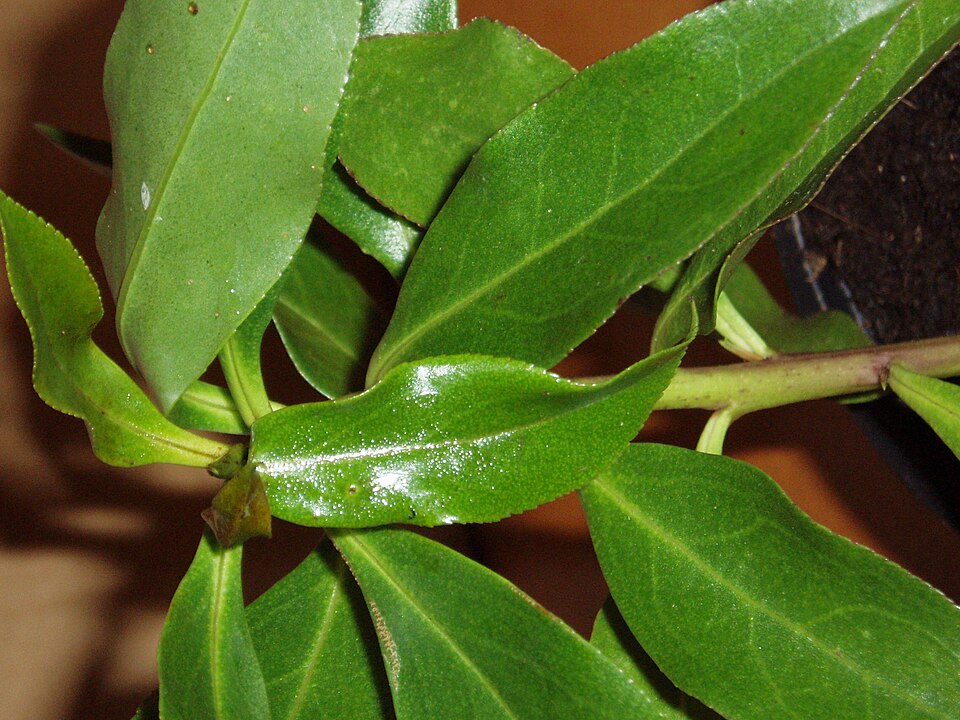 Myoporum (Ngaios) (alternate view 5)