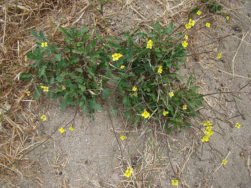 Diplotaxis muralis (annual wall-rocket)