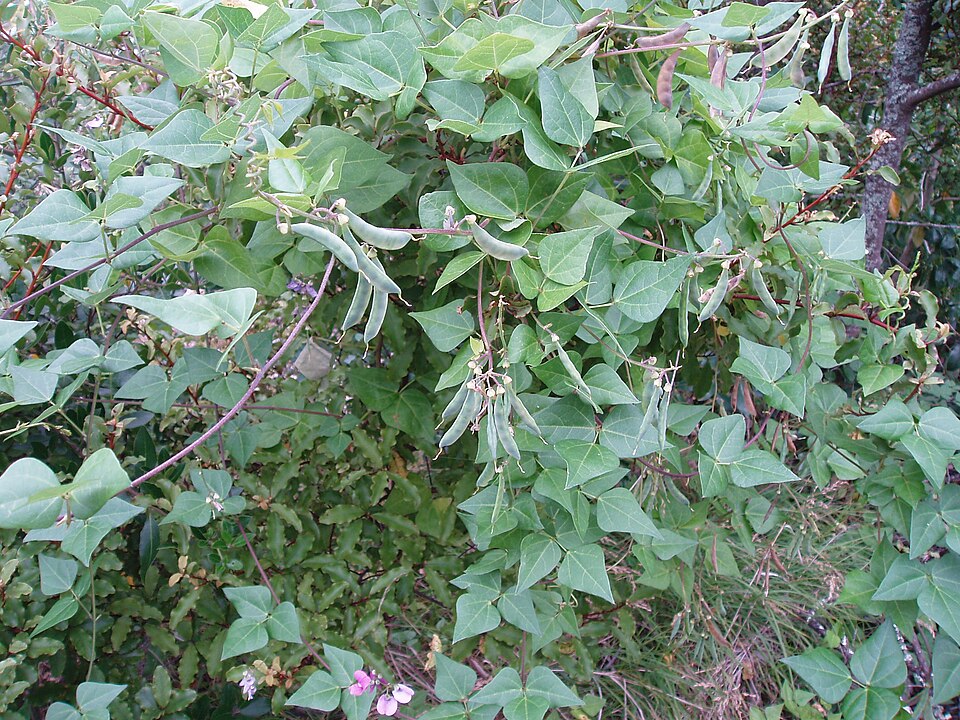Dipogon lignosus (Okie bean) (alternate view 9)