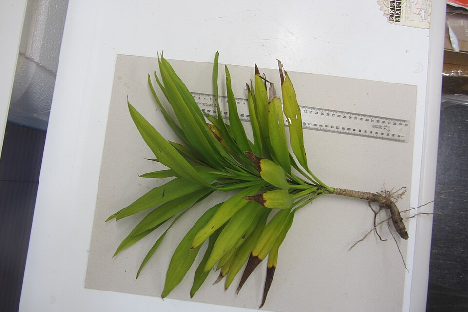 Cordyline rubra (red-fruited palm lily) (alternate view 10)