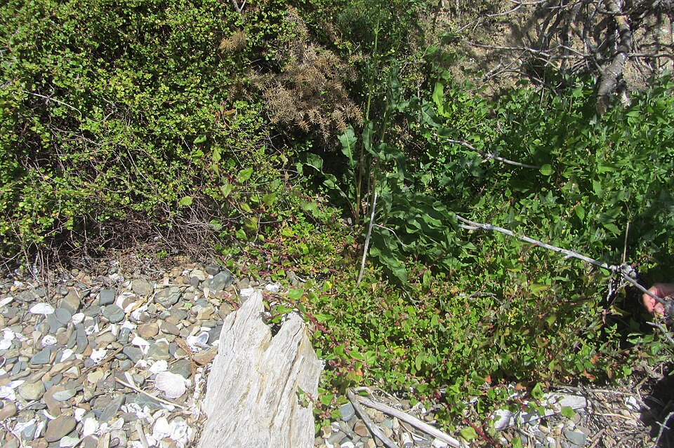 Tetragonia tetragonoides (New Zealand Spinach) (alternate view 6)
