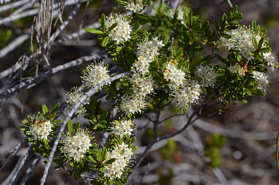 Phebalium squamulosum (scaly phebalium) (alternate view 4)