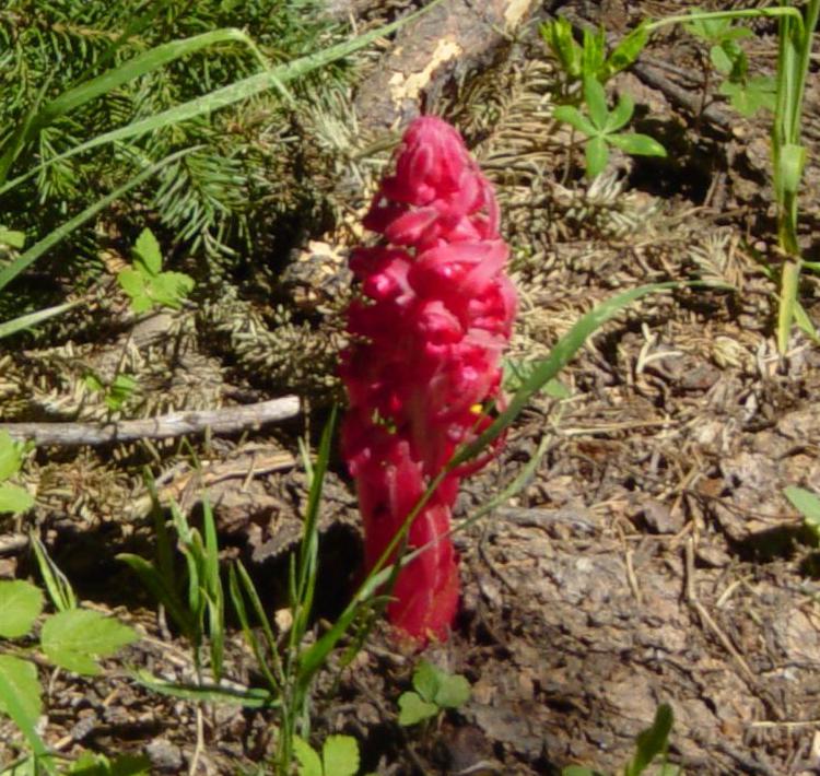 Sarcodes sanguinea (Snowplant) (alternate view 10)