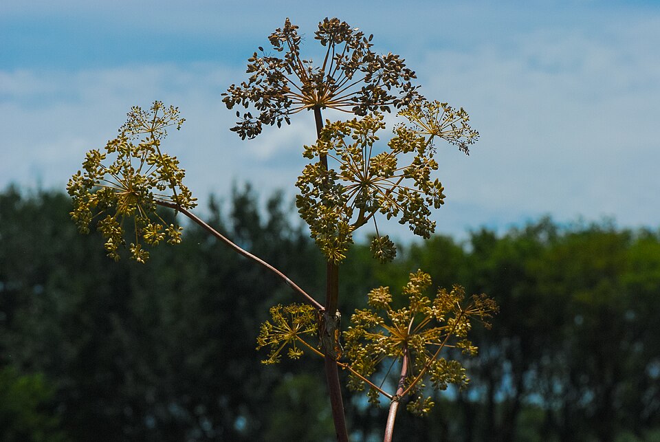 Angelica atropurpurea (purple-stemmed angelica) (alternate view 8)