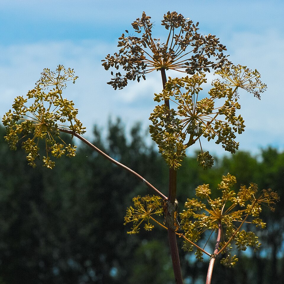 Angelica atropurpurea (purple-stemmed angelica) (alternate view 9)