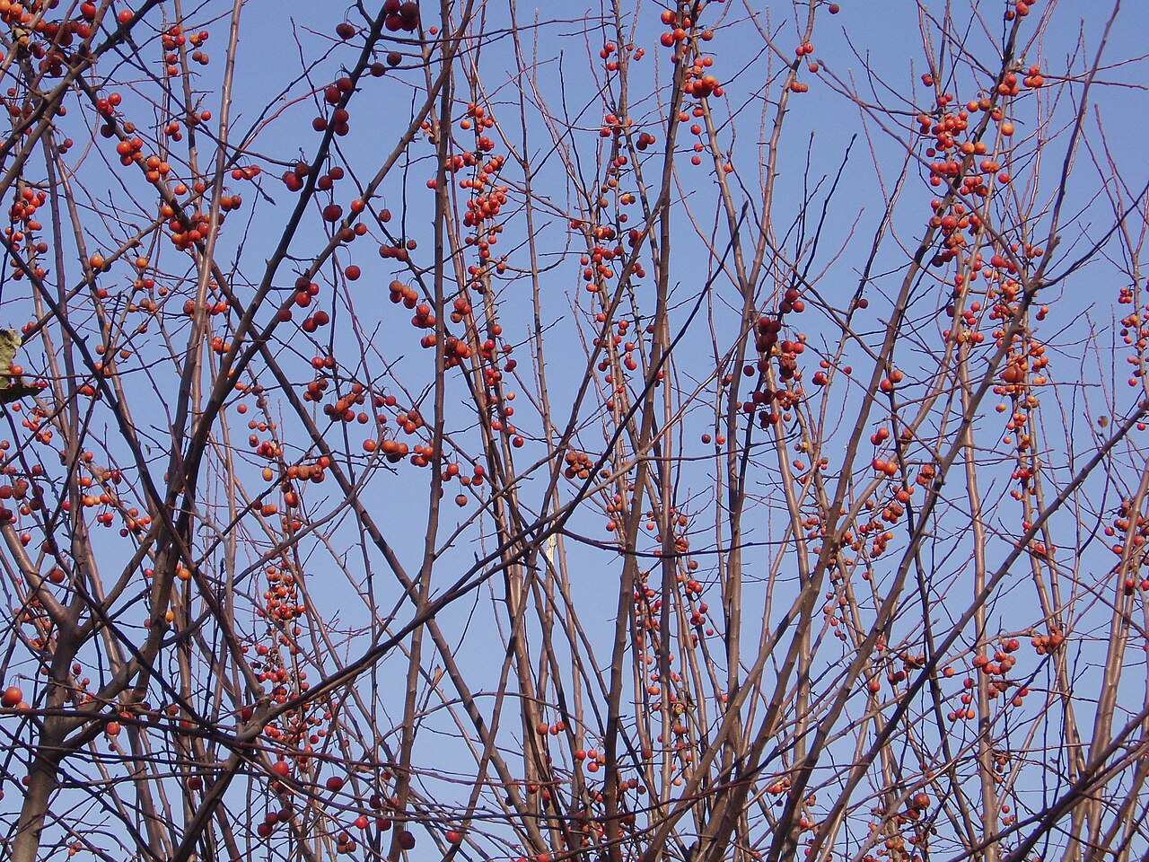Malus spectabilis, Chinese flowering crabapple — upright deciduous (Rosaceae) (image 5 of 10)