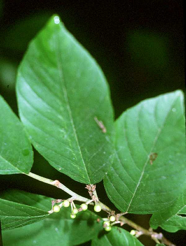 Frangula caroliniana (Carolina buckthorn) (alternate view 6)