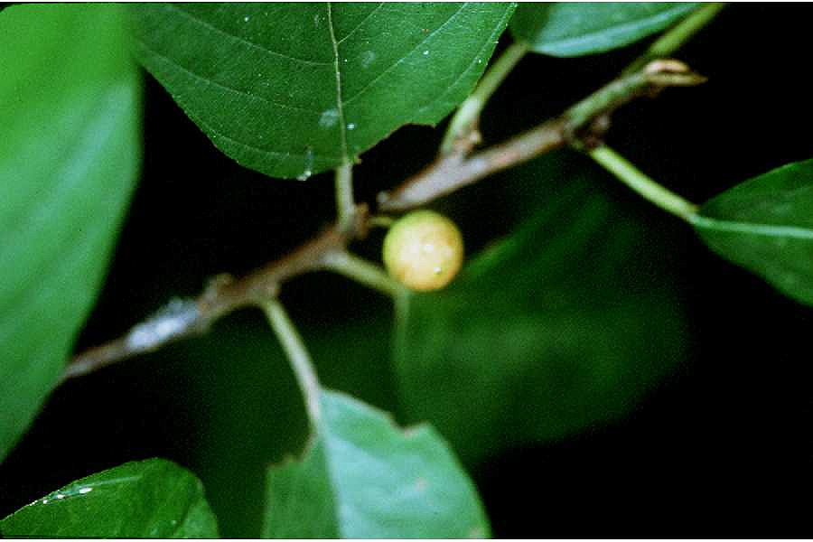 Frangula caroliniana (Carolina buckthorn) (alternate view 7)