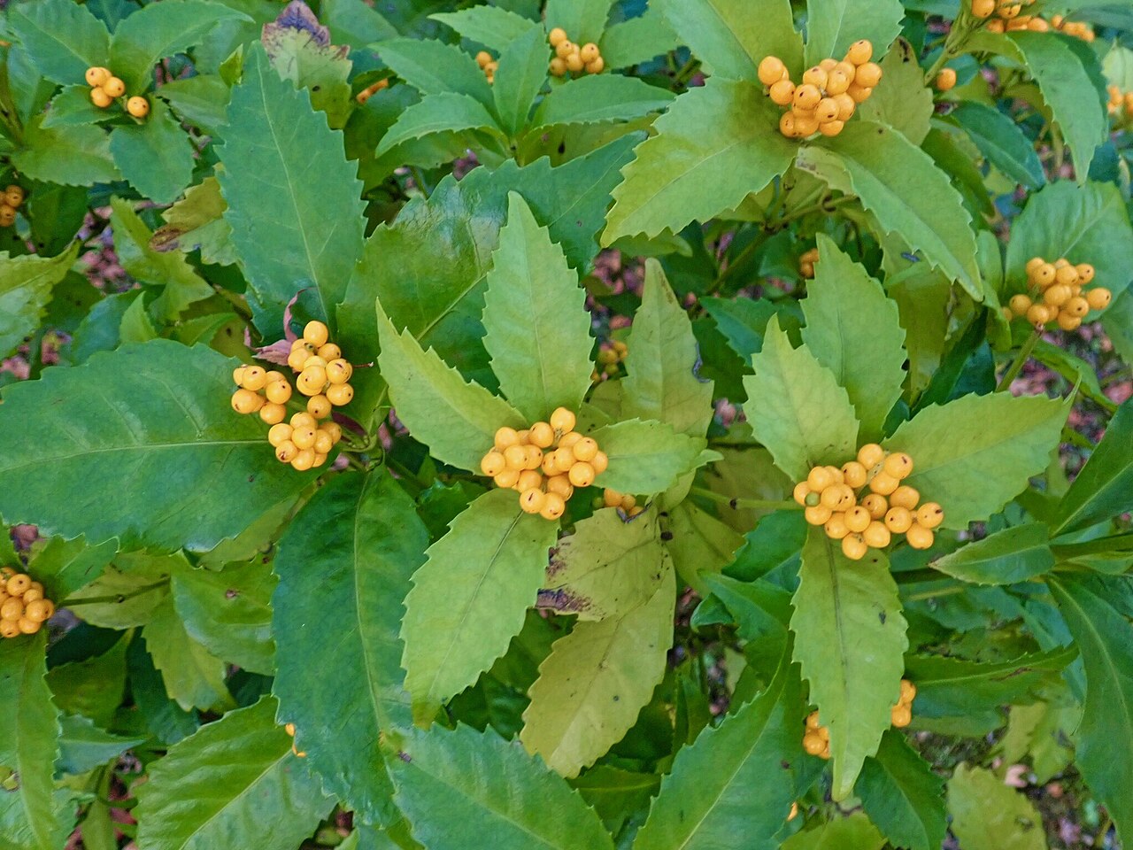 Sarcandra glabra, Senryo — upright evergreen (Chloranthaceae) (image 6 of 10)