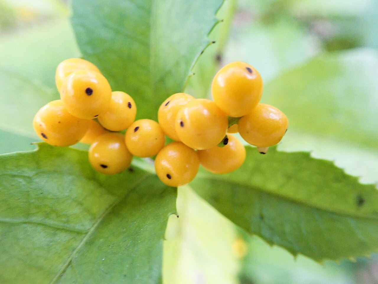 Sarcandra glabra, Senryo — upright evergreen (Chloranthaceae) (image 7 of 10)
