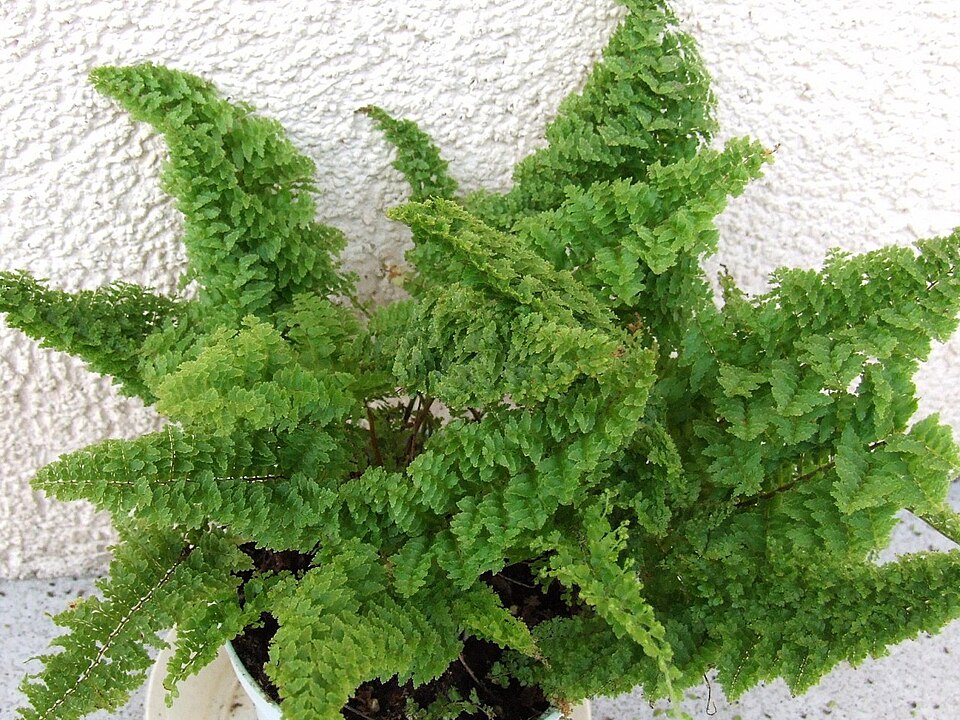 Nephrolepis exaltata (Boston Fern) (alternate view 4)