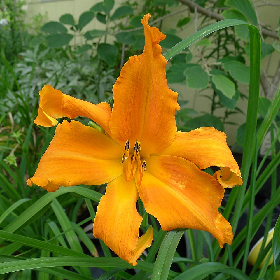 Hemerocallis 'Primal Scream' (Primal Scream Daylily) (alternate view 2)