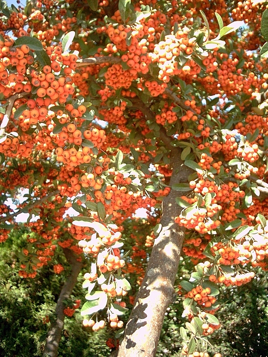 Pyracantha coccinea (Scarlet Firethorn) (alternate view 11)