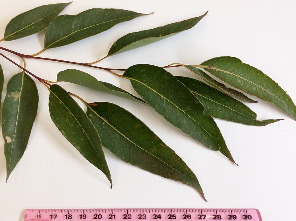 Eucalyptus microcorys (Tallowwood) (alternate view 3)