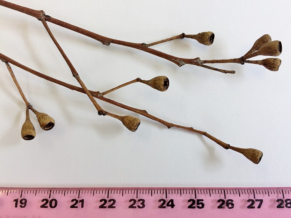 Eucalyptus microcorys (Tallowwood) (alternate view 4)