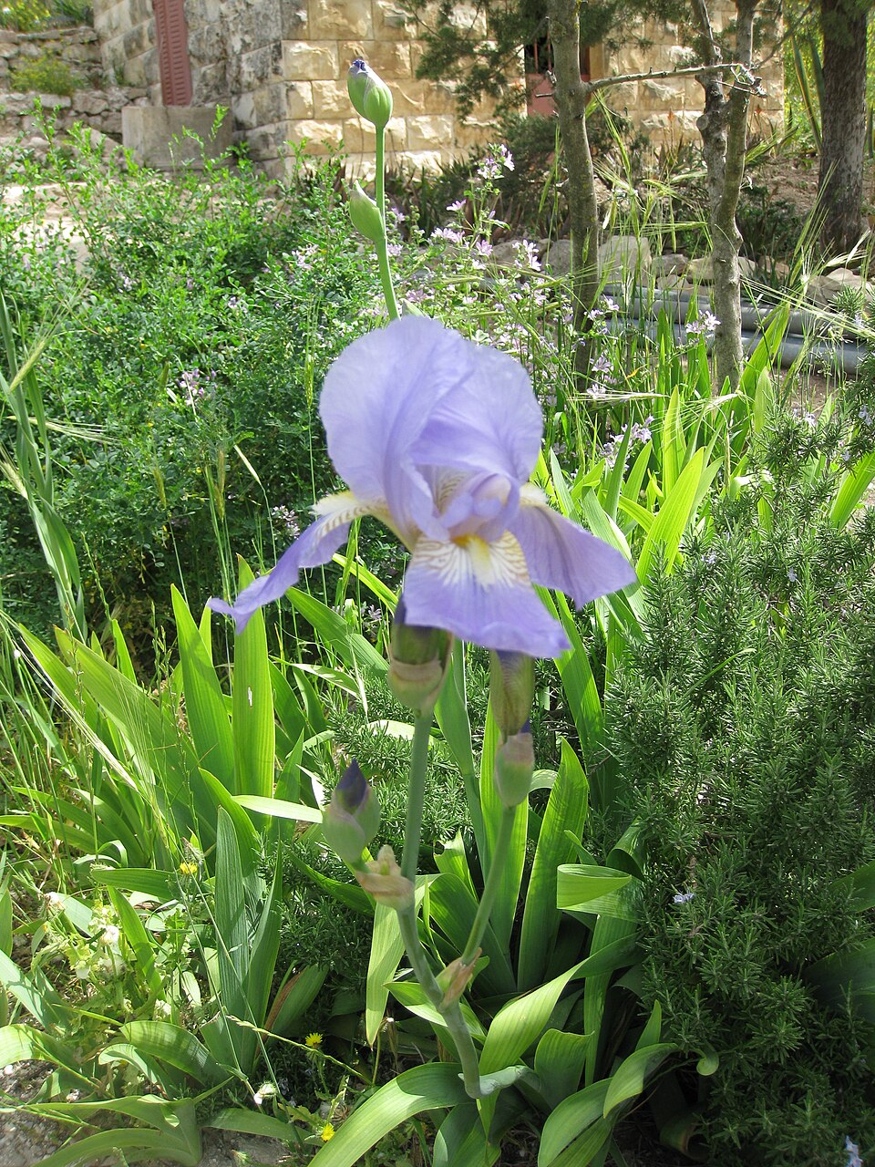 Iris × germanica (Bearded iris) (alternate view 2)