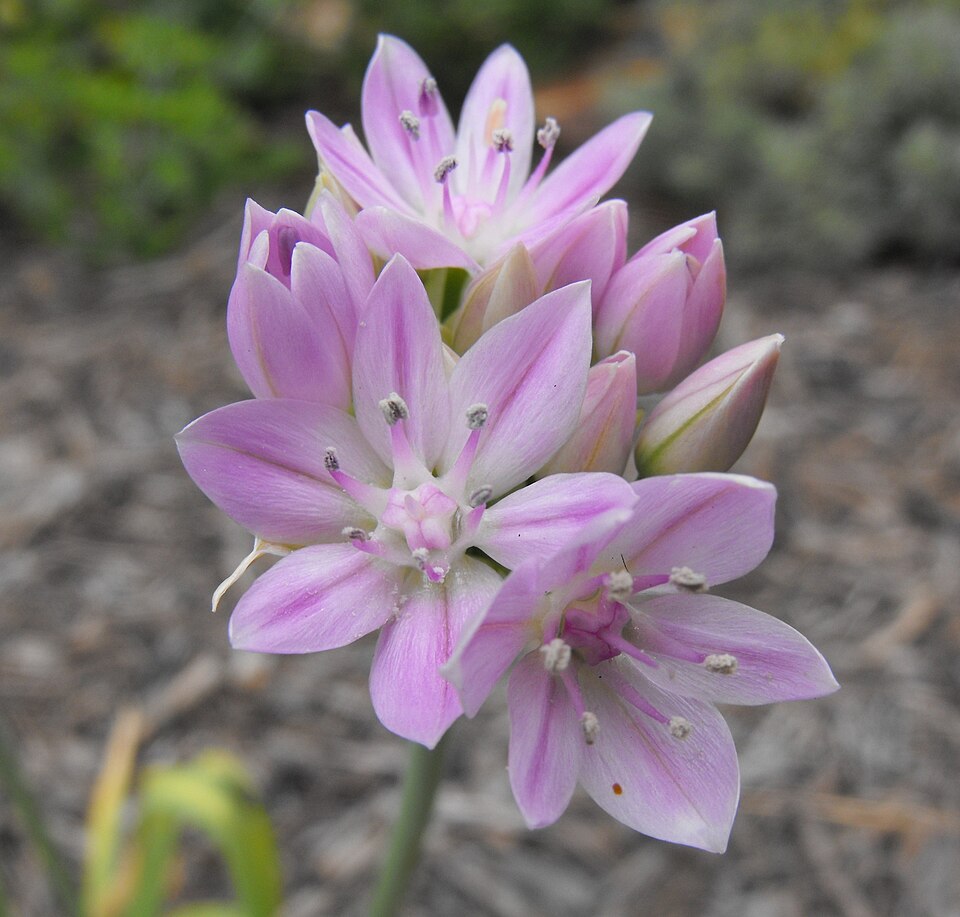 Allium unifolium (one-leaved onion) (alternate view 7)