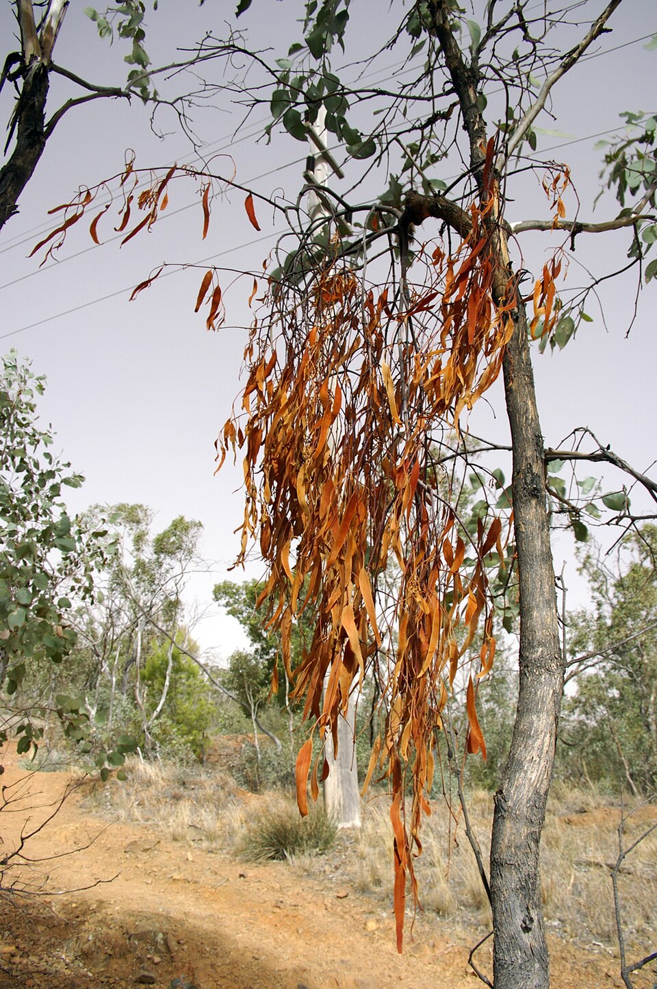 Amyema pendula (drooping mistletoe) (alternate view 6)
