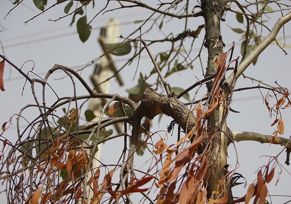 Amyema pendula (drooping mistletoe) (alternate view 7)