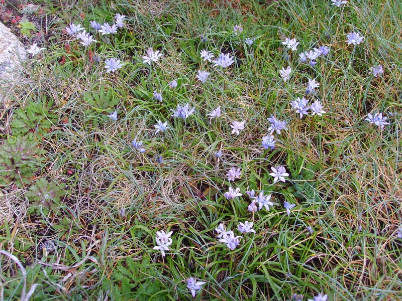 Scilla verna (Spring Squill)