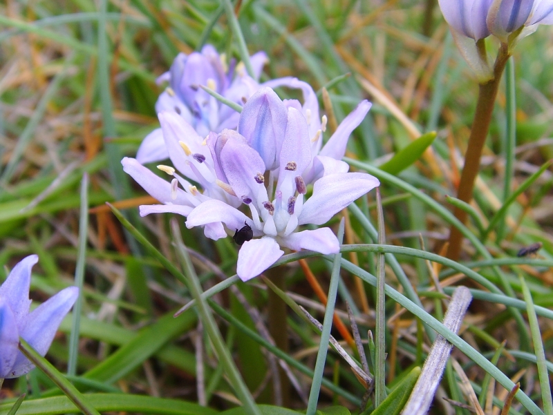 Scilla verna (Spring Squill)