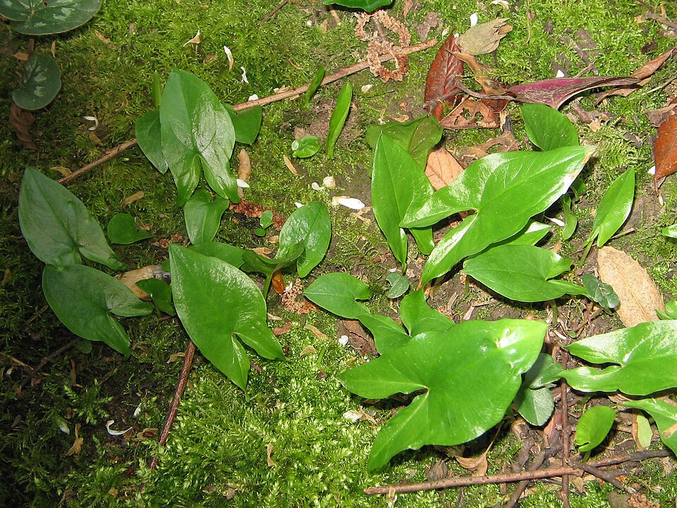 Arisarum proboscideum (Mouse Plant) (alternate view 8)