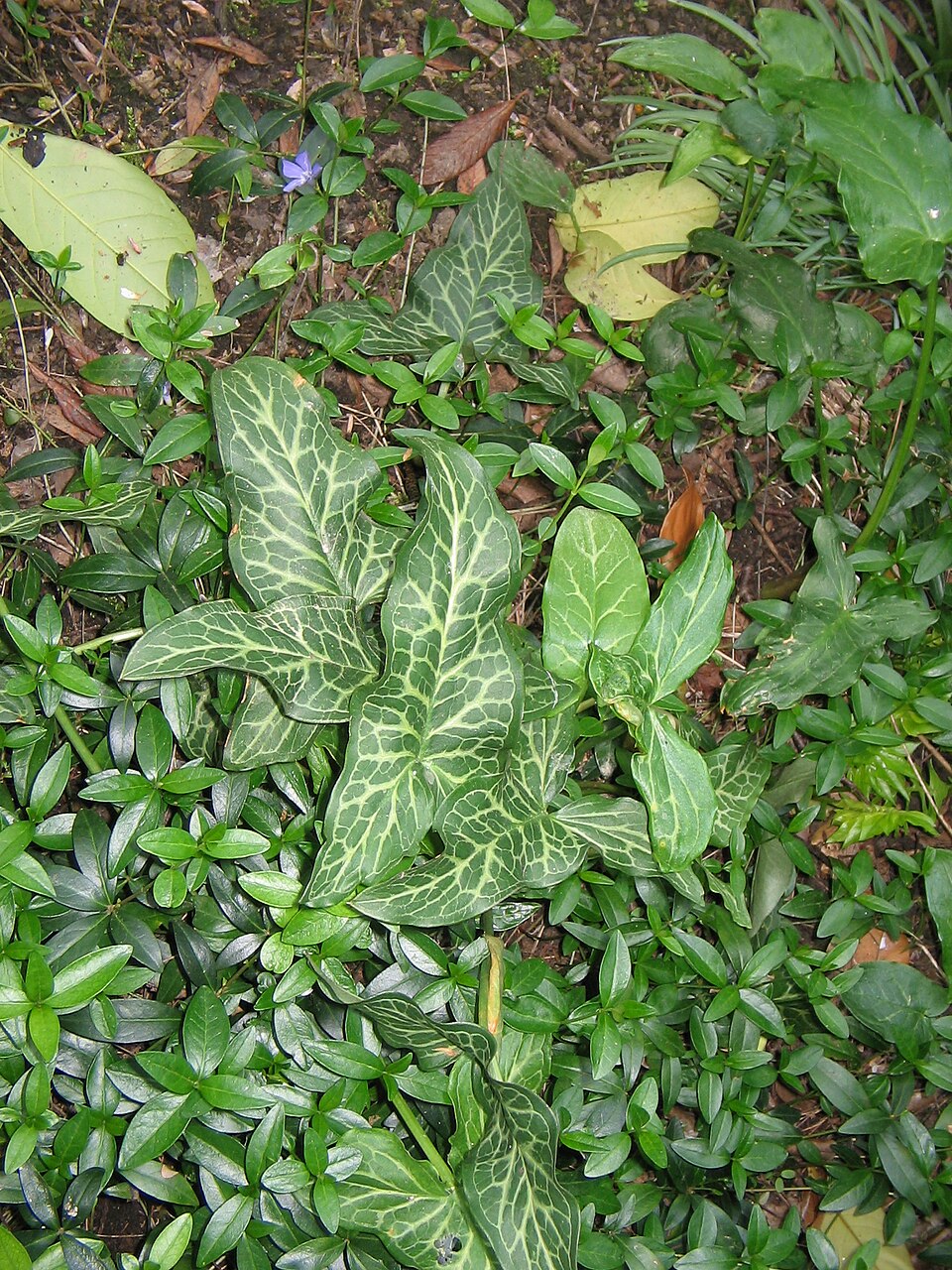 Arum italicum (lords and ladies) (alternate view 5)