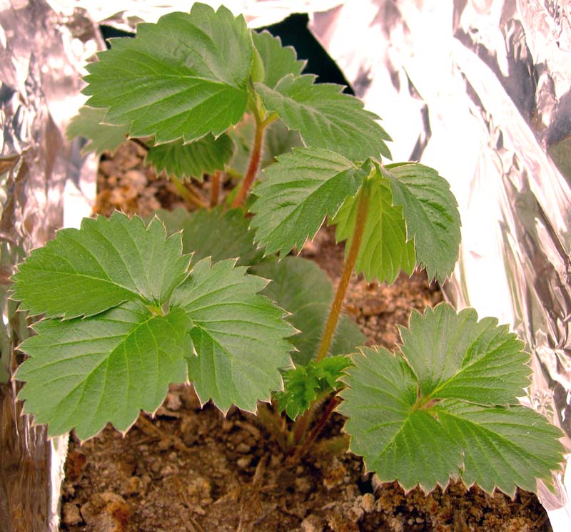Fragaria (strawberries) (alternate view 7)