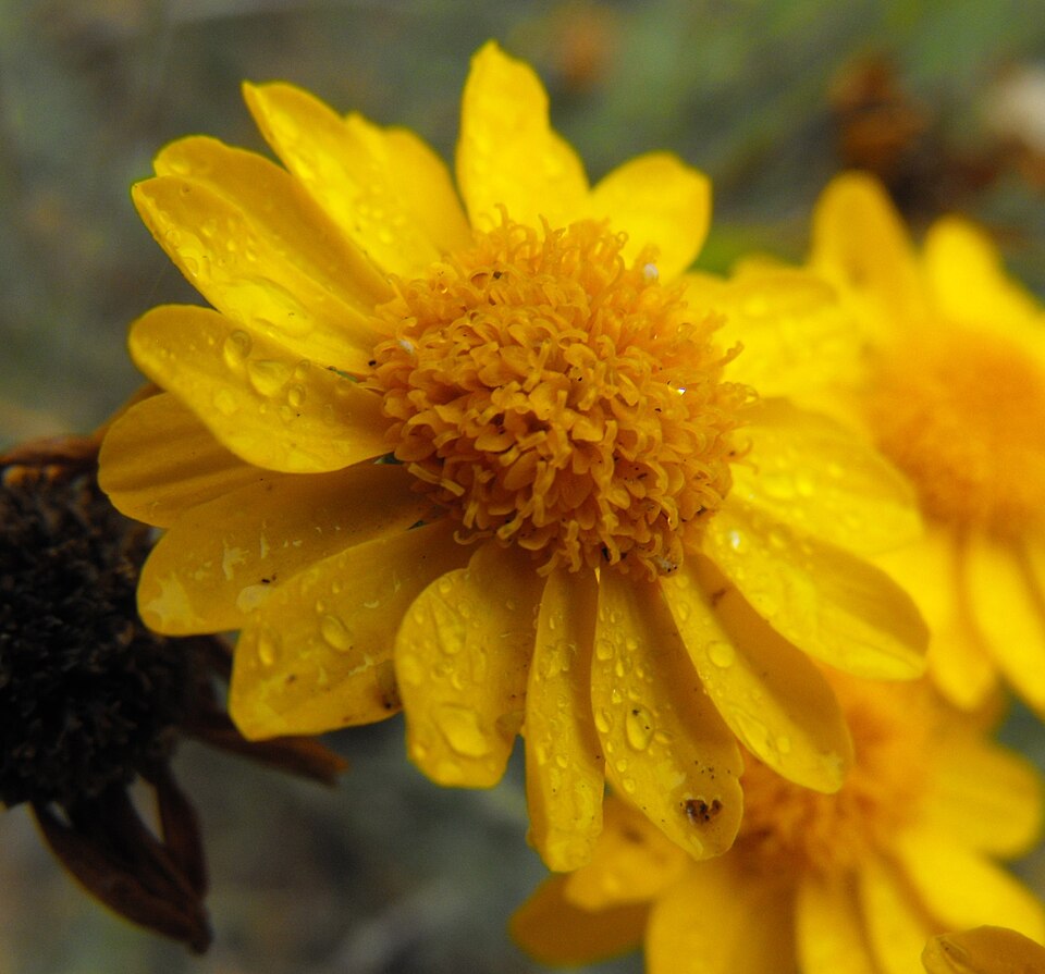Thymophylla pentachaeta (Parralena) (alternate view 9)