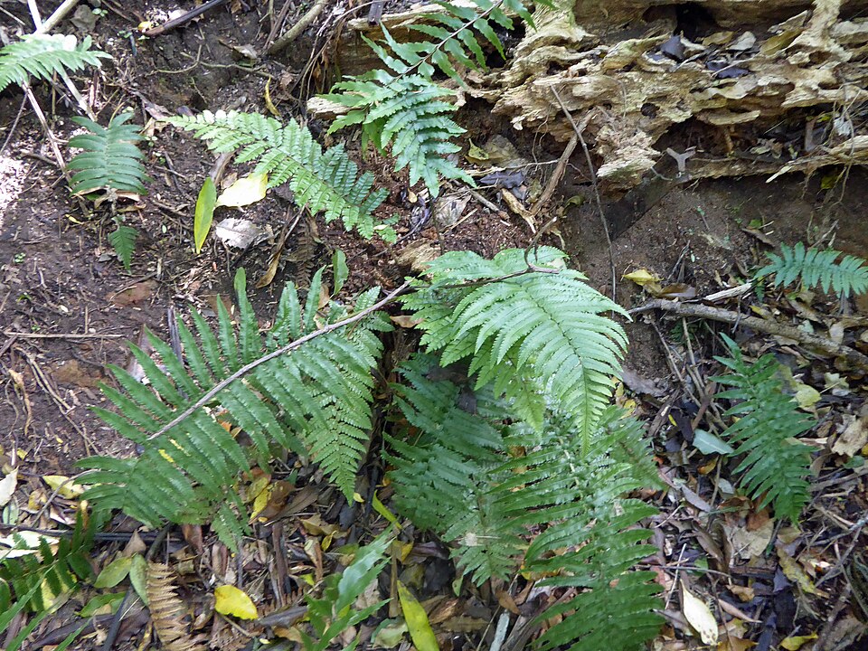 Dryopteris cycadina (Shaggy Wood Fern) (alternate view 10)