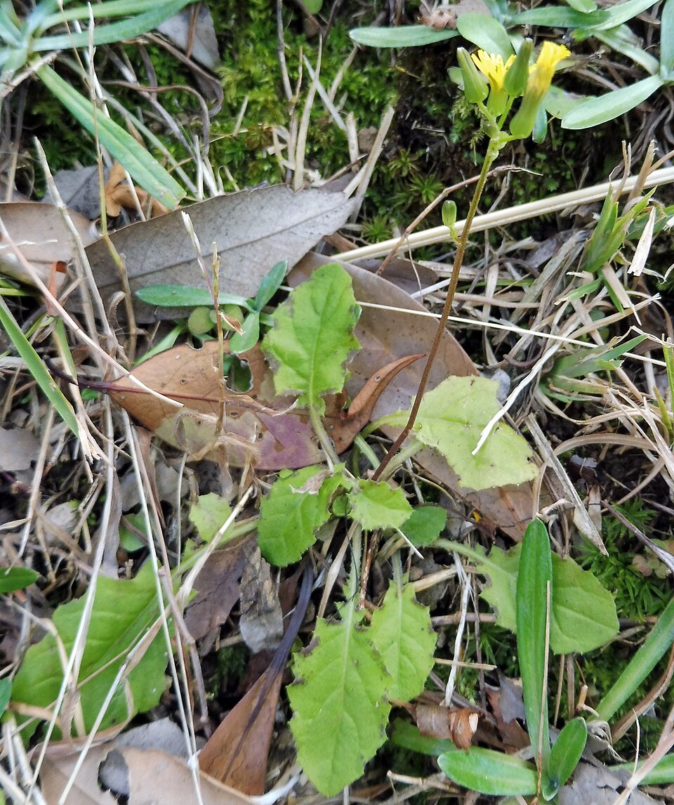 Youngia japonica (Oriental false hawksbeard)